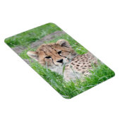 Cheetah 002 magneet (Rechterzijde)