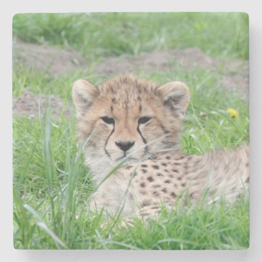 Cheetah 002 stenen onderzetter (Voorkant)