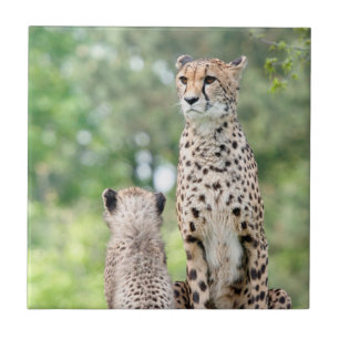 Cheetah 004 tegeltje
