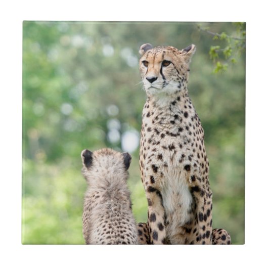 Cheetah 004 tegeltje (Voorkant)