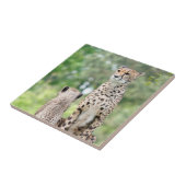 Cheetah 004 tegeltje (Zijkant)