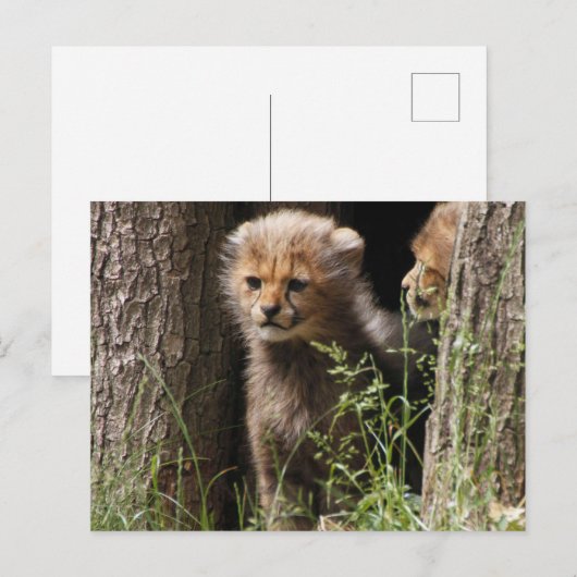 Cheetah 005 briefkaart (Voorkant / Achterkant)