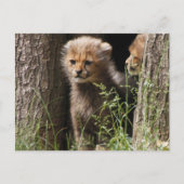 Cheetah 005 briefkaart (Voorkant)