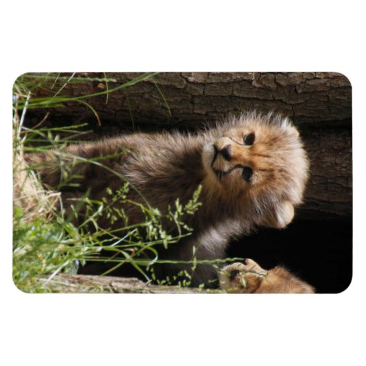 Cheetah 005 magneet (Horizontaal)