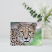 Cheetah 009 briefkaart (Staand voorkant)