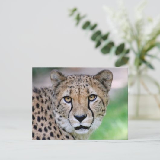 Cheetah 009 briefkaart (Staand voorkant)