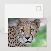 Cheetah 009 briefkaart (Voorkant / Achterkant)
