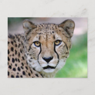 Cheetah 009 briefkaart