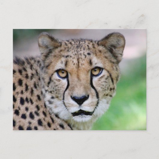 Cheetah 009 briefkaart (Voorkant)