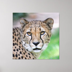 Cheetah 009 canvas afdruk