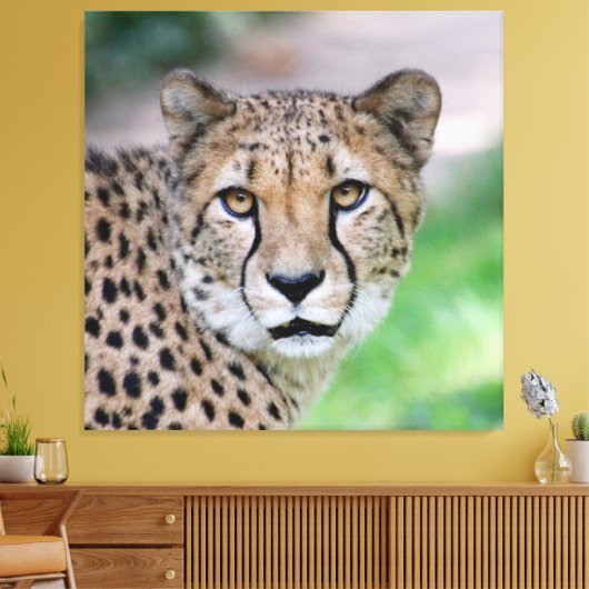Cheetah 009 canvas afdruk (Insitu (Woonkamer))
