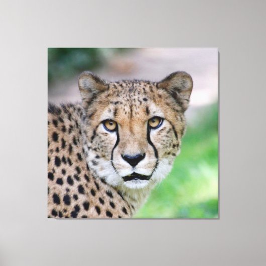 Cheetah 009 canvas afdruk (Voorkant)