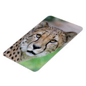 Cheetah 009 magneet (Linkerzijde)
