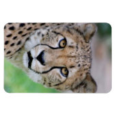 Cheetah 009 magneet (Horizontaal)