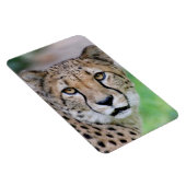 Cheetah 009 magneet (Rechterzijde)