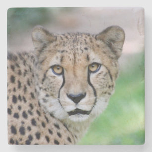 Cheetah 009 stenen onderzetter