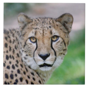 Cheetah 009 tegeltje
