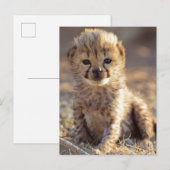 Cheetah 19 dagen oude mannelijke kubus briefkaart (Voorkant / Achterkant)