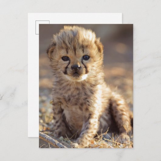 Cheetah 19 dagen oude mannelijke kubus briefkaart (Voorkant / Achterkant)