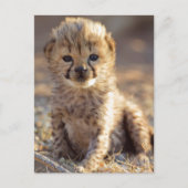 Cheetah 19 dagen oude mannelijke kubus briefkaart (Voorkant)