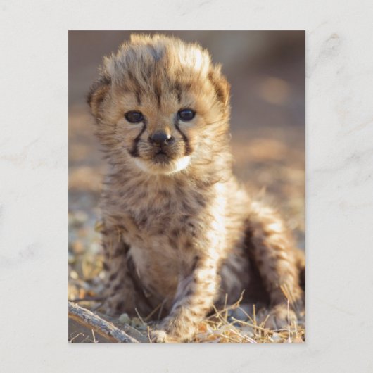 Cheetah 19 dagen oude mannelijke kubus briefkaart (Voorkant)