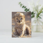 Cheetah 19 dagen oude mannelijke kubus briefkaart (Staand voorkant)