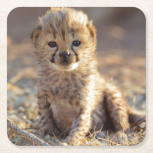 Cheetah 19 dagen oude mannelijke kubus kartonnen onderzetters