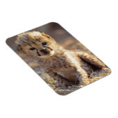 Cheetah 19 dagen oude mannelijke kubus magneet (Rechterzijde)