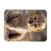 Cheetah 19 dagen oude mannelijke kubus magneet (Horizontaal)