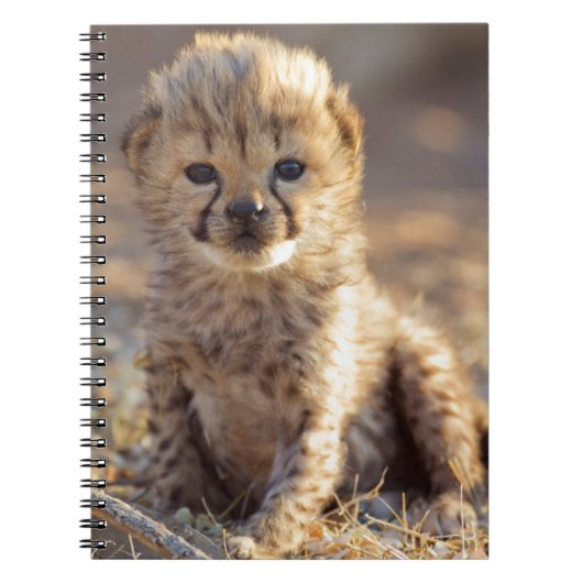 Cheetah 19 dagen oude mannelijke kubus notitieboek (Voorkant)