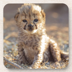 Cheetah 19 dagen oude mannelijke kubus onderzetter