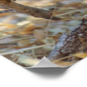 Cheetah 19 dagen oude mannelijke kubus poster (Hoek)