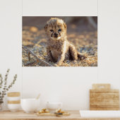 Cheetah 19 dagen oude mannelijke kubus poster (Keuken)
