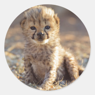 Cheetah 19 dagen oude mannelijke kubus ronde sticker