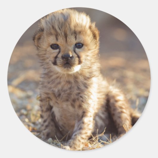 Cheetah 19 dagen oude mannelijke kubus ronde sticker (Voorkant)