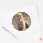 Cheetah 19 dagen oude mannelijke kubus ronde sticker (Envelop)