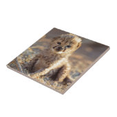 Cheetah 19 dagen oude mannelijke kubus tegeltje (Zijkant)