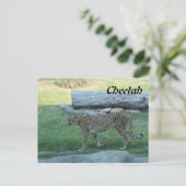 Cheetah # 1 briefkaart (Staand voorkant)