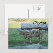 Cheetah # 1 briefkaart (Voorkant / Achterkant)