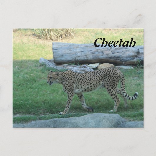 Cheetah # 1 briefkaart (Voorkant)