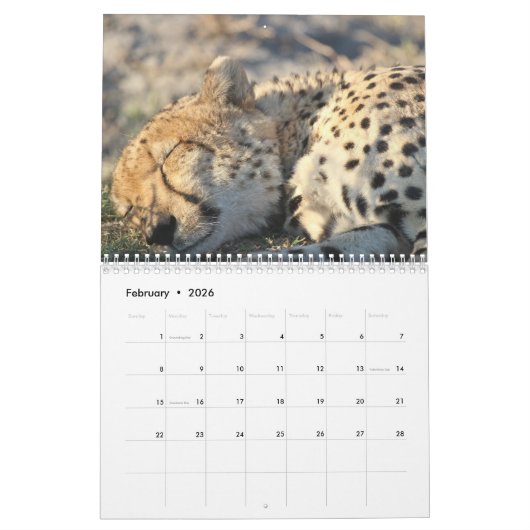 Cheetah 2025 kalender (Feb 2026)