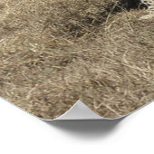 Cheetah 20x15 inch poster (Hoek)