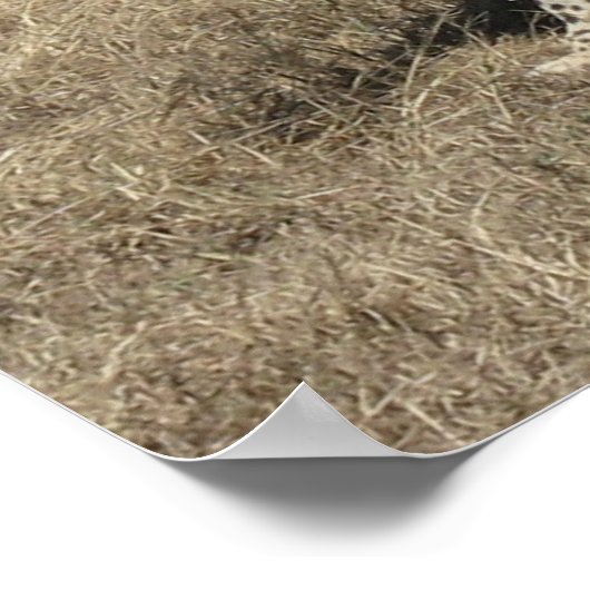 Cheetah 20x15 inch poster (Hoek)