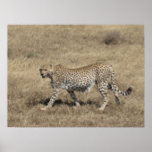 Cheetah 20x15 inch poster (Voorkant)