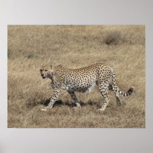 Cheetah 20x15 inch poster