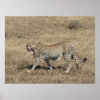 Cheetah 20x15 inch poster