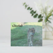 Cheetah # 2 briefkaart (Staand voorkant)