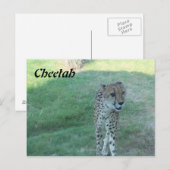 Cheetah # 2 briefkaart (Voorkant / Achterkant)