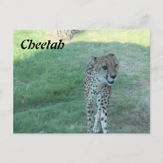 Cheetah # 2 briefkaart (Voorkant)