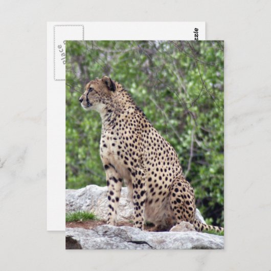 Cheetah 4x6 Briefkaart (Voorkant / Achterkant)